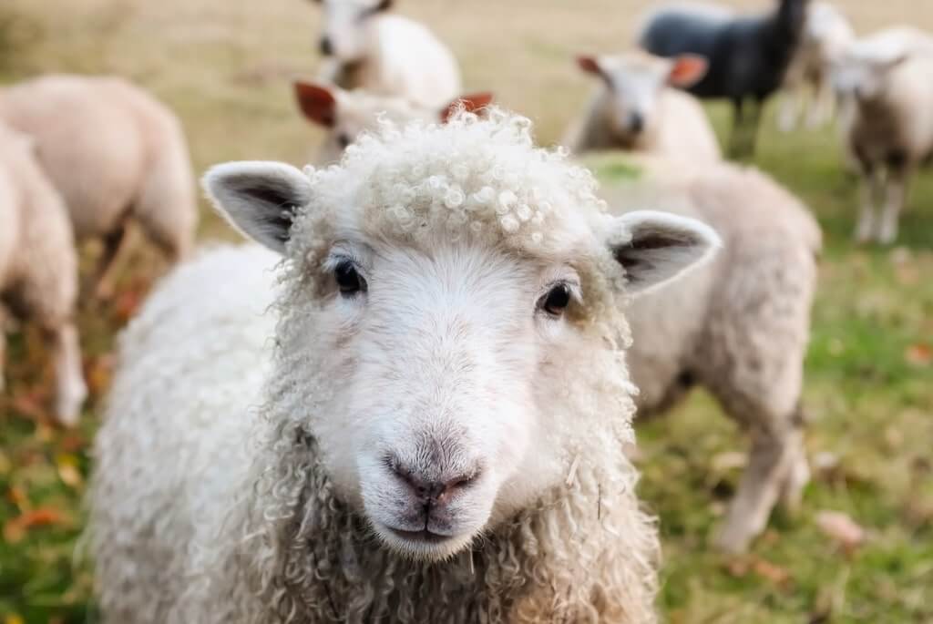 Irland mit dem Wohnmobil Tiere