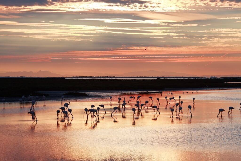 Wohnmobilurlaub Europa Camargue Flamingos